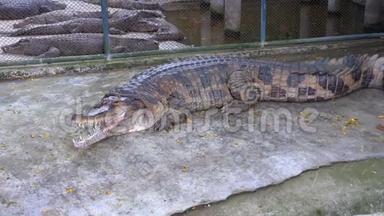 鳄鱼在动物园的地面上有一个开放的嘴巴谎言。 泰国。 亚洲。